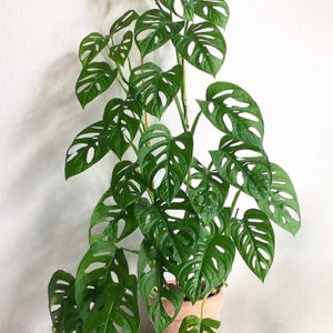 Monstera Adansonii – Swiss Cheese Plant 70mm
