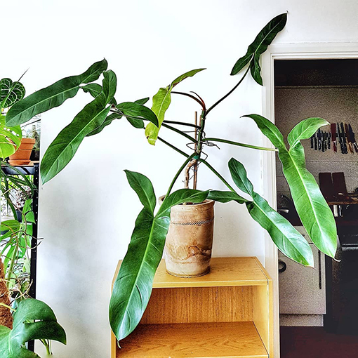 Philodendron Mexicanum - a_londoners_urban_jungle s
