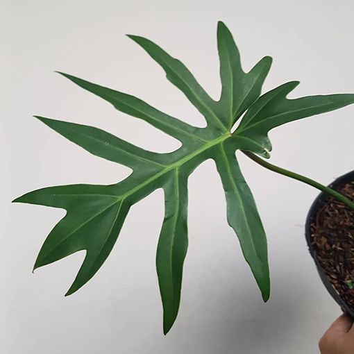 Philodendron radiatum - variegated.plants S