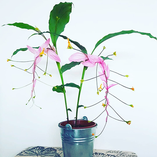 Globba 'Dancing Girl Ginger' Plant Care Tips The Jungle Collective