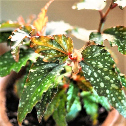 2426. Begonia Medora - helloplanty