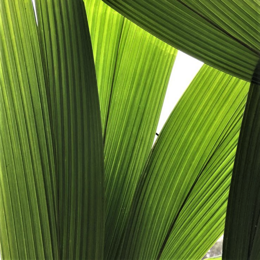 2432. Molineria capitulata (Palm Grass) - palmlandsydney