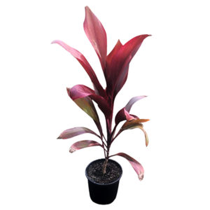 Cordyline Fruticosa Rubra 200mm