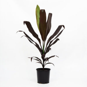 Cordyline Fruticosa Negra 200mm