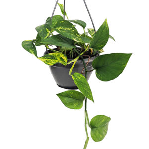 Pothos Devil's Ivy - Epipremnum aureum 170mm HB