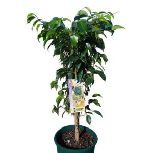 Ficus Midnight Beauty 250mm