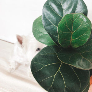 Ficus Lyrata ‘Bambino’ – Fiddle Leaf Fig 120mm