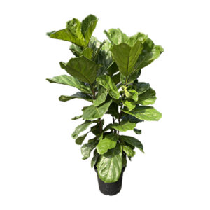 Fiddle Leaf Fig - Ficus Lyrata 300mm