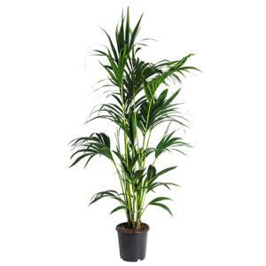 Kentia Palm (Nice Size - 2M Tall) 300mm