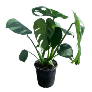 Monstera Deliciosa 250mm