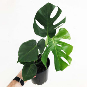 Fruit Salad Plant - Monstera Deliciosa 170mm