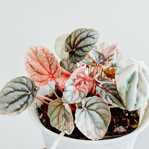 Peperomia Pink Lady - abitoflovehome s