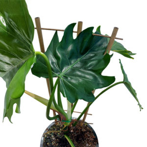 Philodendron Lacerum Totem 180mm (Nice Size)