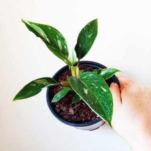 Philodendron White Wizard 140mm (Variegated)