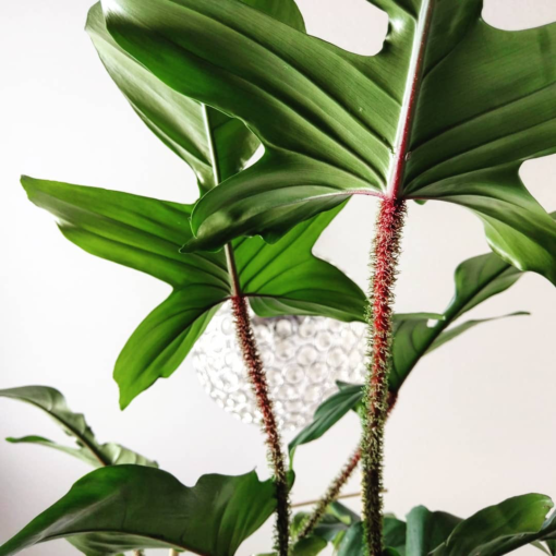 Philodendron squamiferum - home_sweet_jungle