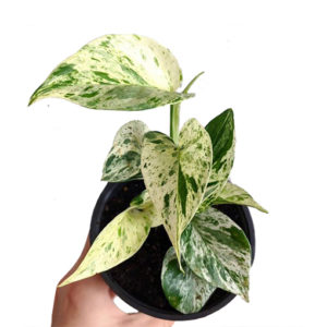 Pothos Marble Queen 130mm