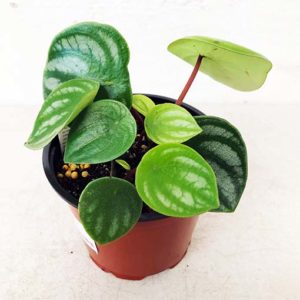 Peperomia Argyreia - Watermelon Peperomia 120mm