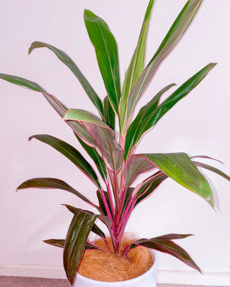Thai Cordyline fruticose Ti Plant PINK DIAMOND Tropical Houseplant *VERY NICE! 