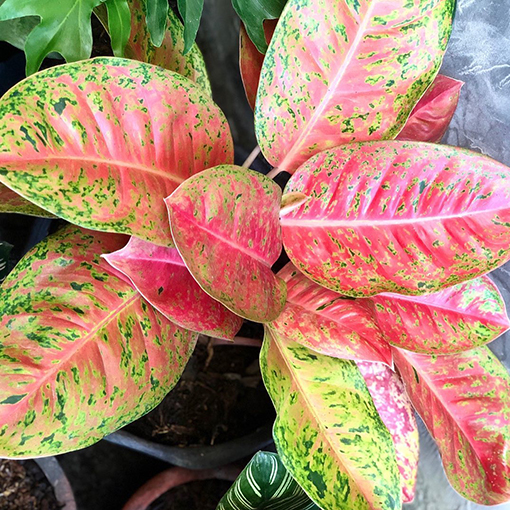 Aglaonema Red Valentina 200 mm - Newcastle & Central Coast Only - The ...