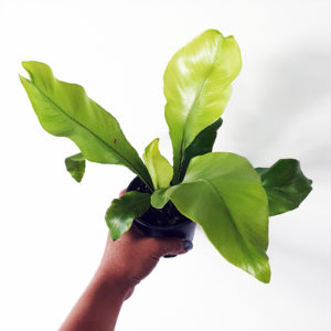 Asplenium Nidus - Bird's Nest Fern 120mm