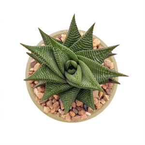 NEW Haworthia Limifolia Hybrid 130mm