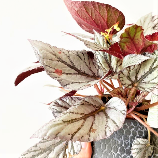 Begonia Rex Silver - plant_omania