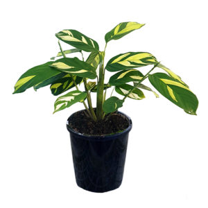 Ctenanthe Golden Mosaic 125mm