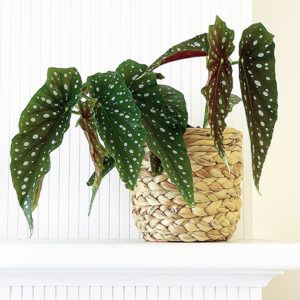 Water Hyacinth Textured Weave