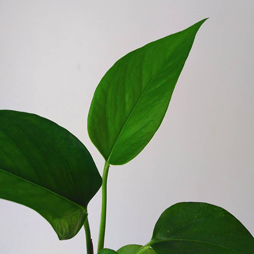Pothos Devils Ivy Growth over Time