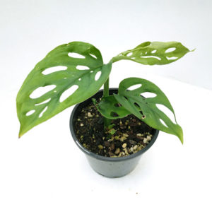 Monstera Adansonii – Swiss Cheese Plant 70mm
