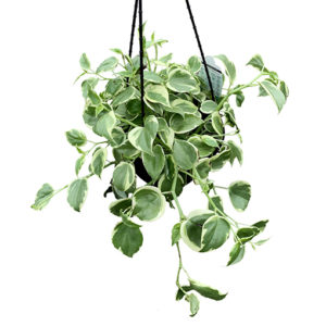 Green Peperomia Scanden - Cupid Peperomia 180mm HB