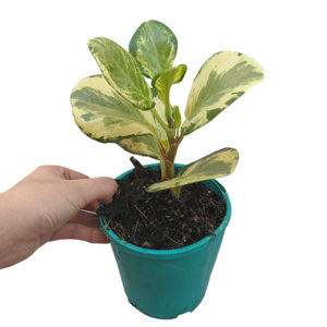 Peperomia Obtusifolia Variegata - Baby Rubber Plant 100mm