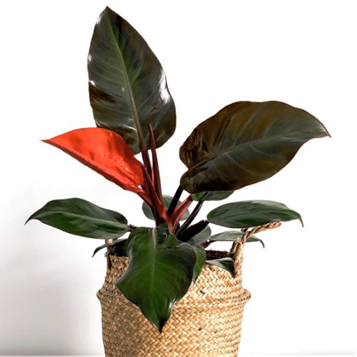 Philodendron Imperial Red - plantastic_mr_fox