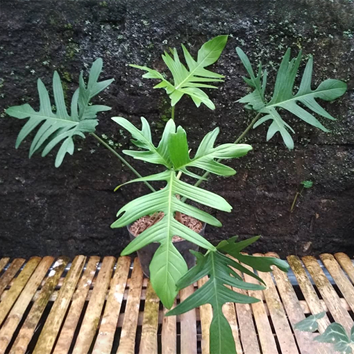 Philodendron Pedatum - egha_endha_flora_nursery s
