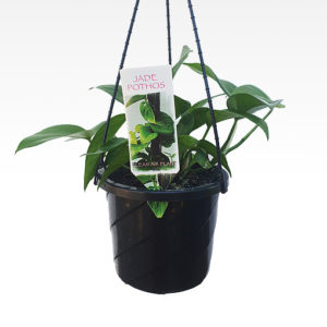 Pothos Jade 180mm HB