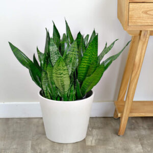 Sansevieria Trifasciata Robusta 200mm