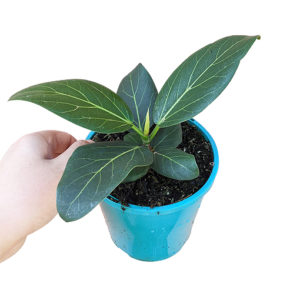 Ficus Audrey 120mm