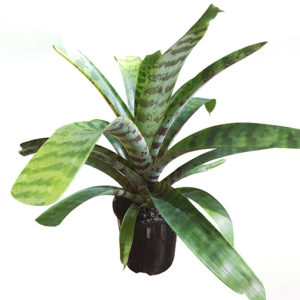 Vriesea Bromeliad120mm