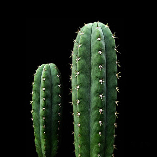 San Pedro Cactus - Echinopsis Pachanoi - Sergio Oyama Junior s