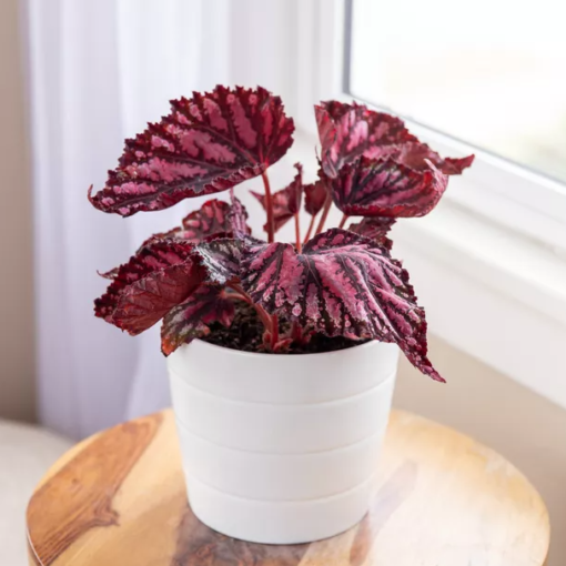 Begonia Red Robin - thespruce