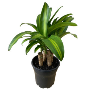 Happy Plant - Dracaena Fragrans Massangeana 200mm