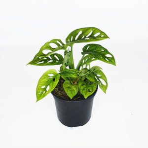 Monstera Adansonii Monkey Mask - Swiss Cheese Plant 125mm