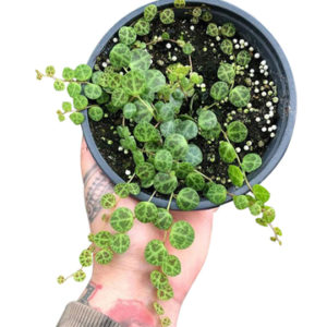 String of Turtles - Peperomia Prostrata 120mm