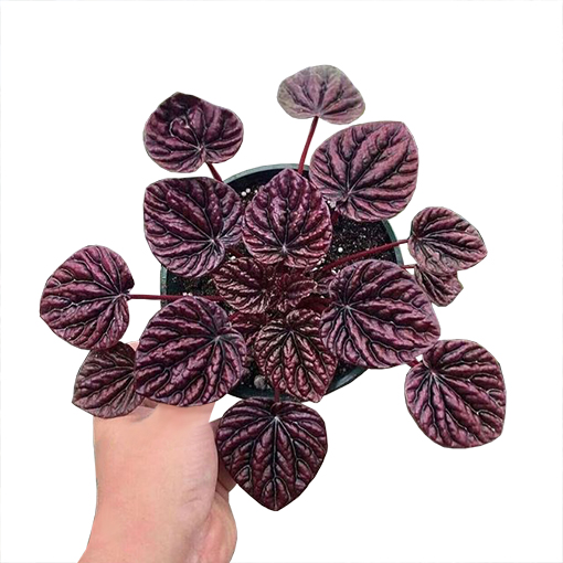 Peperomia Red Ripple 140mm s