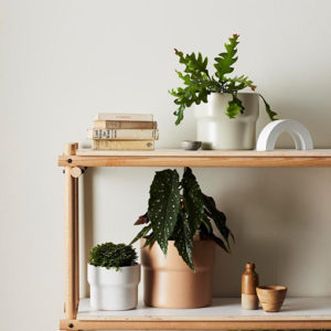 Basil Pot Medium 220mm Earth