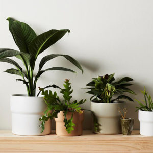 Basil Pot Large 260mm Mist