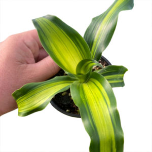 Dracaena Fragrans Burley 100mm