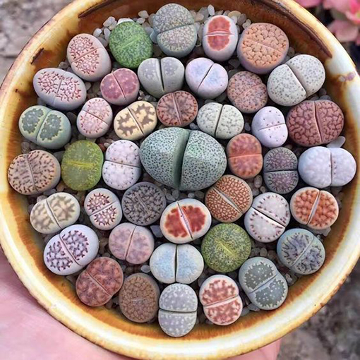 Lithops 5 s