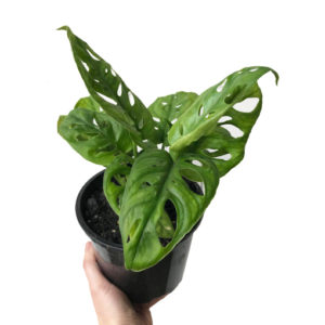 Monstera Adansonii - Monkey Mask 120mm