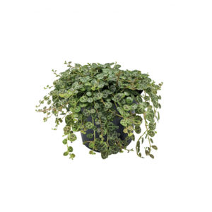 String of Turtles - Peperomia Rotundifolia 95mm